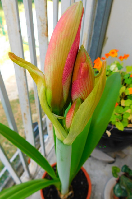 Amaryllis géant***************