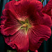 Hollyhock