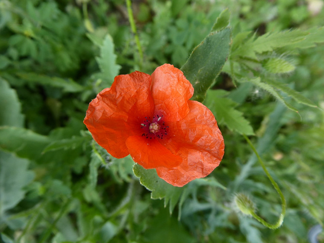 Long headed Poppy