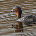 Little grebe