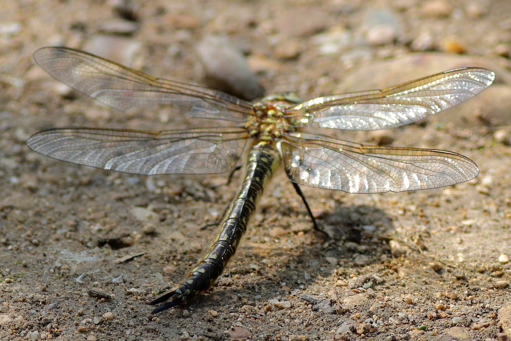 EOS 90D Peter Harriman 10 09 08 91261 dragonfly dpp