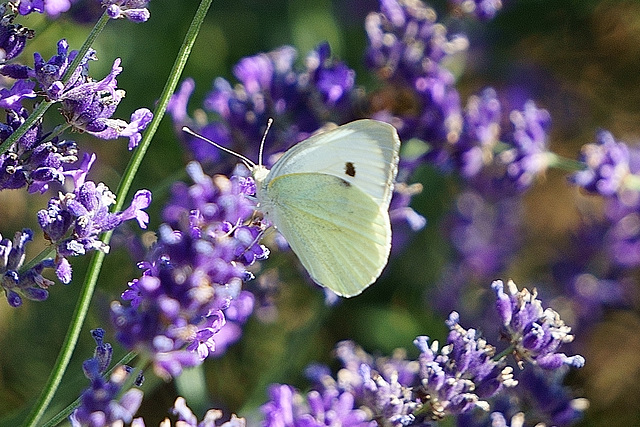 Kleiner Kohlweißling auf Lavendel