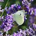 Kleiner Kohlweißling auf Lavendel