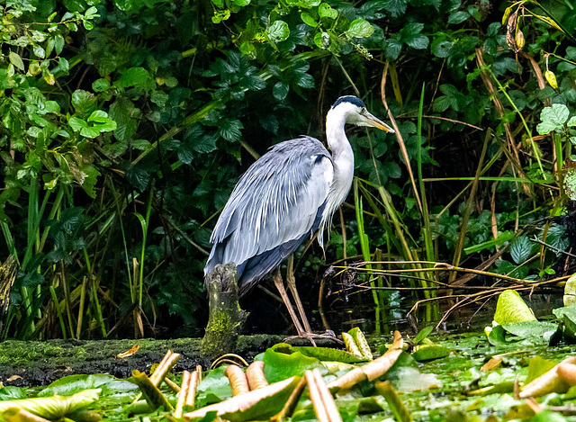 heron