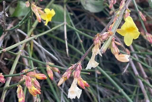 Jasminum nudiflorum