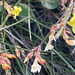 Jasminum nudiflorum