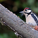 Woodpecker