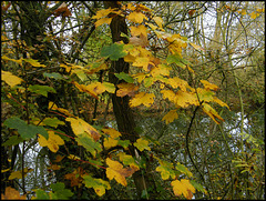 yellow-green sycamore