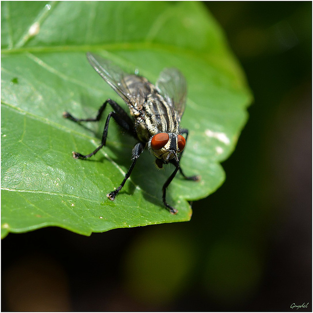 Mouche moche !