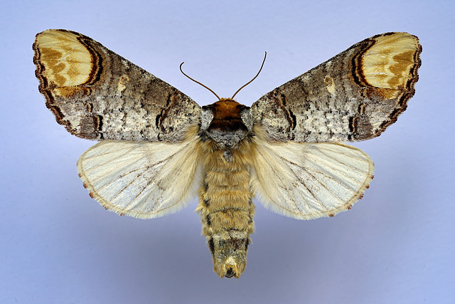 Buff-tip Moth