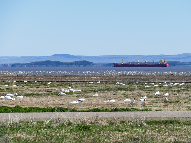 Day 12,  Cap Tourmente Wildlife Area, Quebec