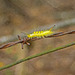 Caterpillar on the Fence