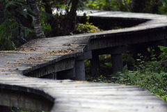 Skunk Cabbage Boardwalk