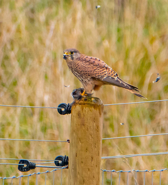 Kestrel