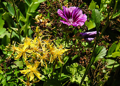 20200623 8937CPw [D~LIP] Wilde Malve (Malva sylvestris), Johanniskraut (Hypericum perforatum), Bad Salzuflen