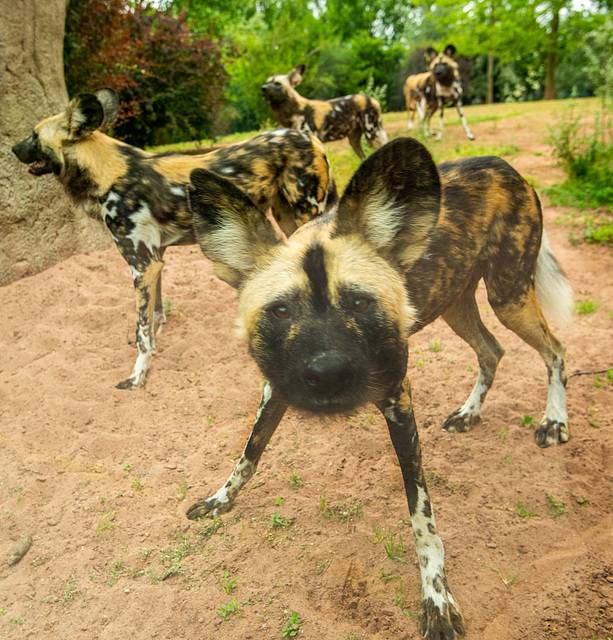 African painted dogs