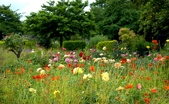 Brockwell Park flowers