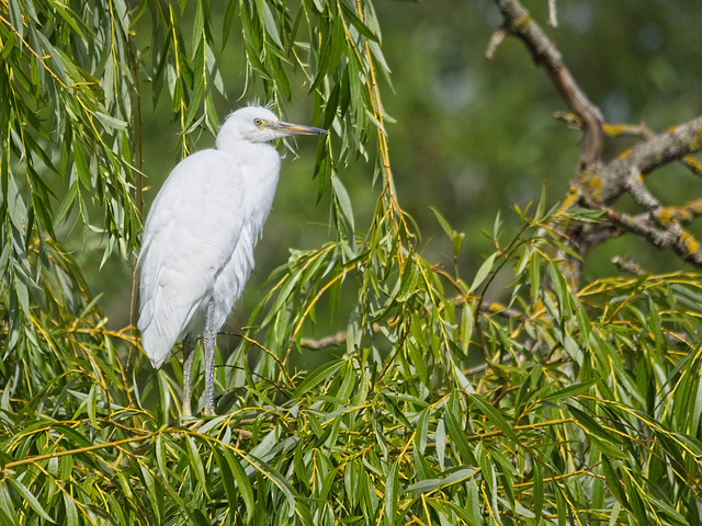 Little Egret