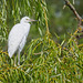 Little Egret