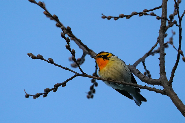 DSC01268a