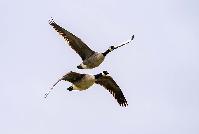 Canada geese