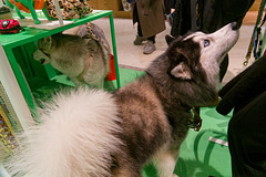 Journées "Je t'aime comme un chien", (zone verte - 5)