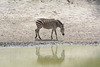 Tarangire, Zebra at the Lake