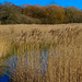 Reed Beds