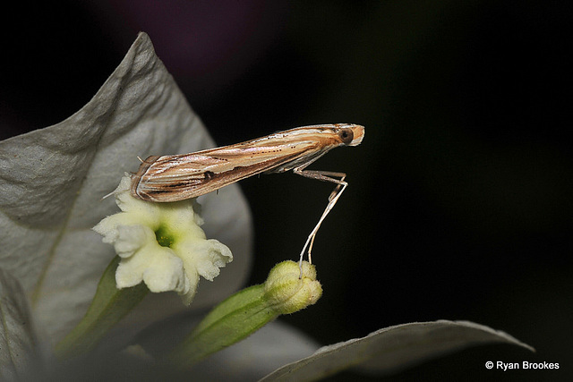 Euclasta defamatalis (Walker, 1859)