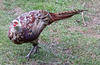 Pheasants come in many hues but I have not seen this set of colouring before.