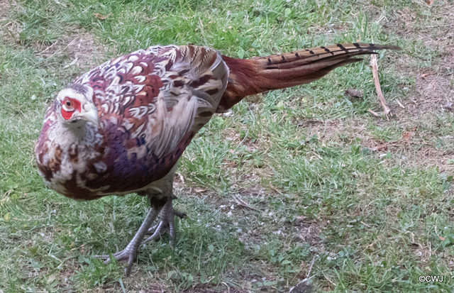 Pheasants come in many hues but I have not seen this set of colouring before.