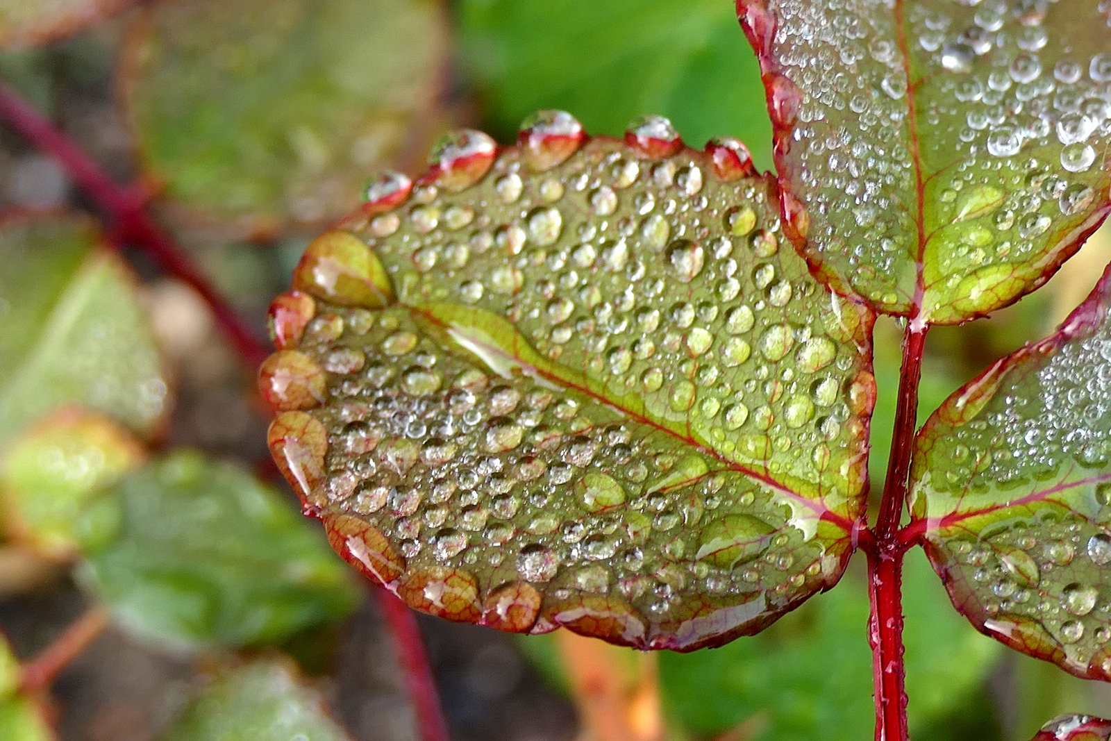 Après la pluie...