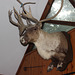 A Member of the Welcoming committee when entering the cabin :)))  see next two shots over for the others :)