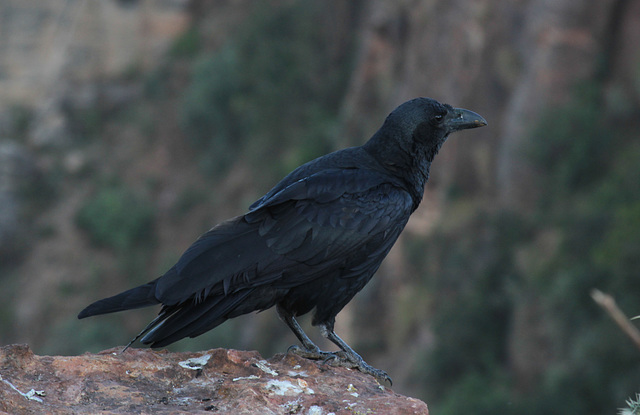 Fan-tailed Raven - near the Erar Community Guesthouse