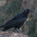 Fan-tailed Raven - near the Erar Community Guesthouse