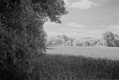 20.07.07 Ilford SFX 28 Lascoer