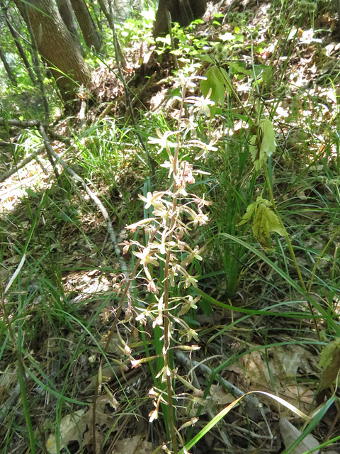 Tipularia discolor flowers