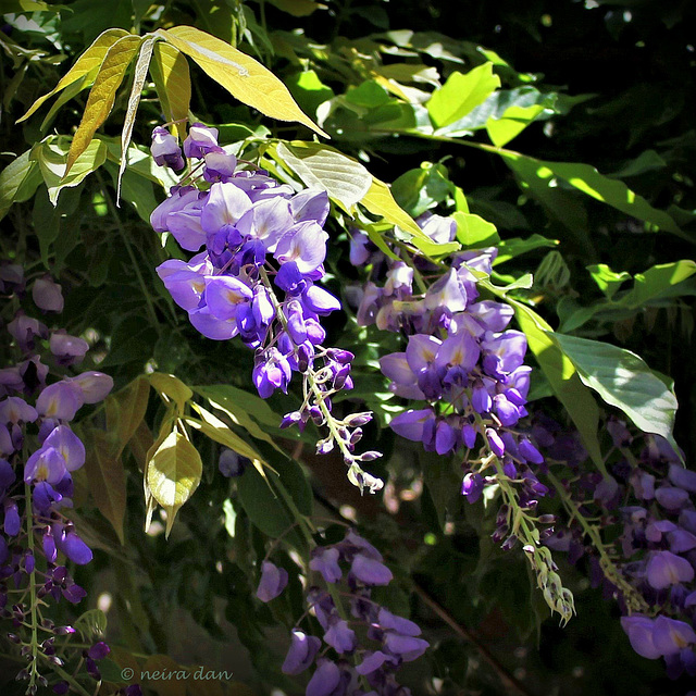 Glycine