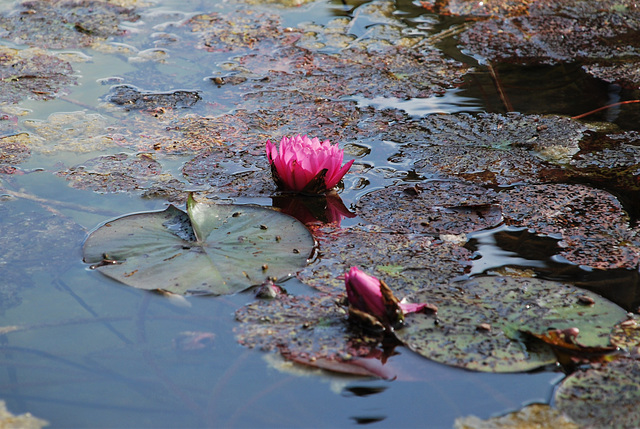 Le Nénuphar Mauve