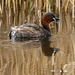 Little grebe