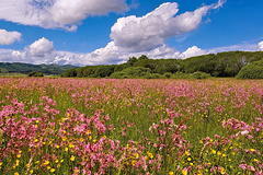 In the sign of the pink color