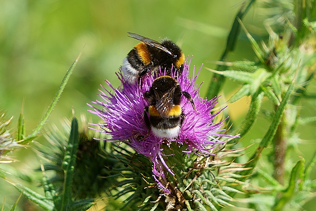 Zwei Hummeln auf Kratzdistel