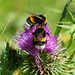 Zwei Hummeln auf Kratzdistel