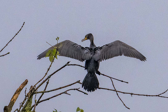 Cormorant