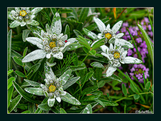 stelle alpine - edelweiss