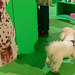Journées "Je t'aime comme un chien", (zone verte - 6)