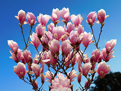 Magnolia**************Joyeux printemps à tous !********