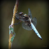 ORTHETRUM CANCELLATUM