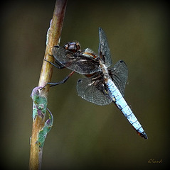 ORTHETRUM CANCELLATUM