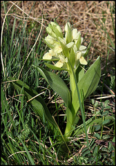 Orchis sureau- Dactylorhiza sambucina